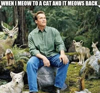 Random Memes