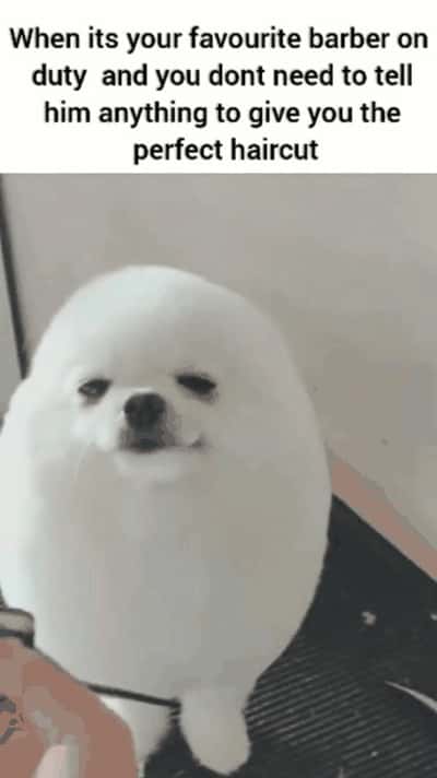 Random Memes