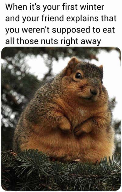 Random Memes