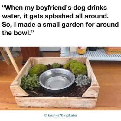 Sloppy drinking dog meme tiny moss garden built around splashing water bowl