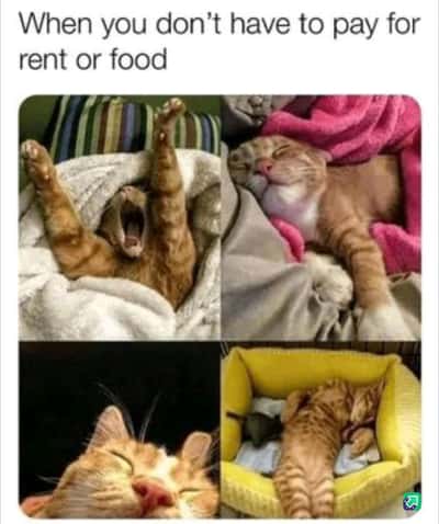 Random Memes