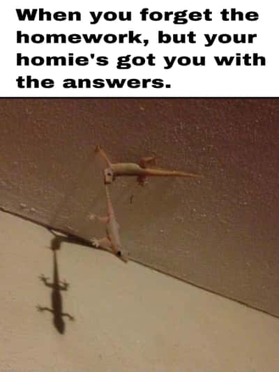 Random Memes