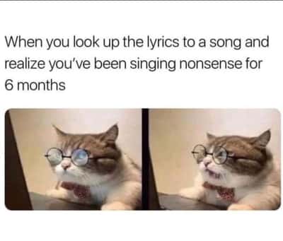 Cat meme with glasses shocked after reading song lyrics on laptop