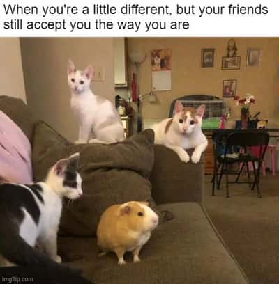 Random Memes