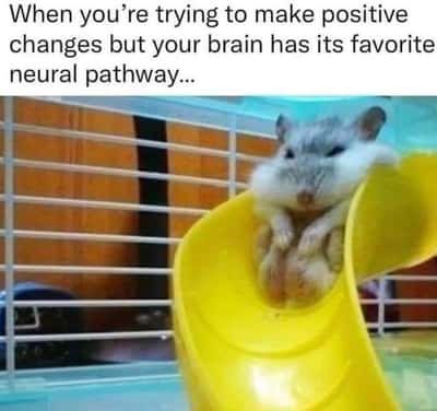 Random Memes