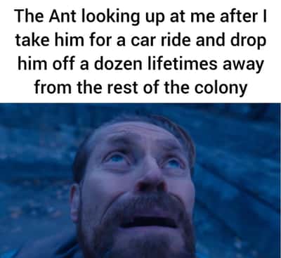 Willem dafoe looking up meme the ant stares at you after you take him for a car ride and drop him far away from the colony