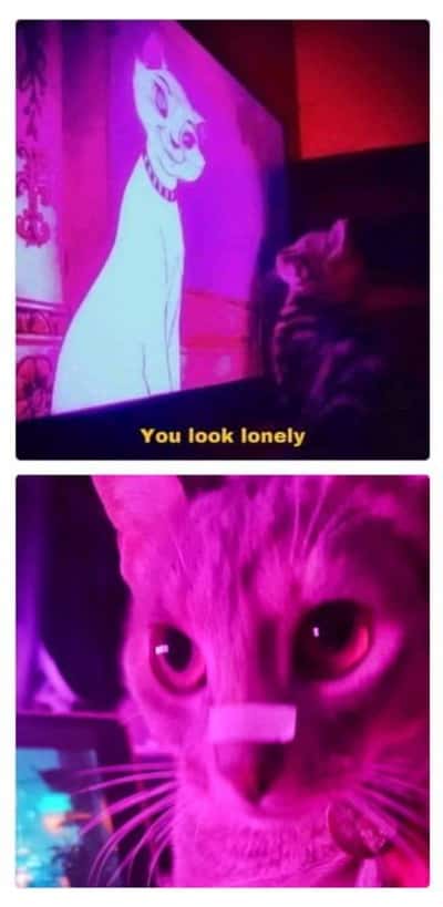 Cat meme Real cat stares at cartoon cat then locks eyes with you
