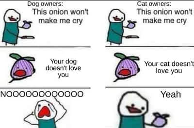 Random Memes
