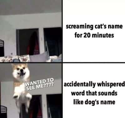 Excited floating Shiba Inu meme pops out instantly when it thinks you called its name