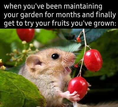 Random Memes