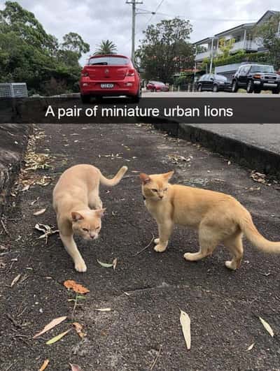 Two pale ginger street cat meme pair strutting as miniature urban lions