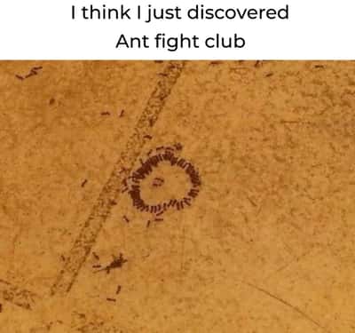 Tiny ant fight club meme where ants form a perfect circular fighting ring