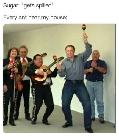 Ecstatic mariachi ant meme throwing a huge celebration over spilled sugar