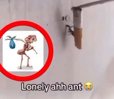 Tired wandering hobo ant meme perfectly matches the real ant near a cigarette butt