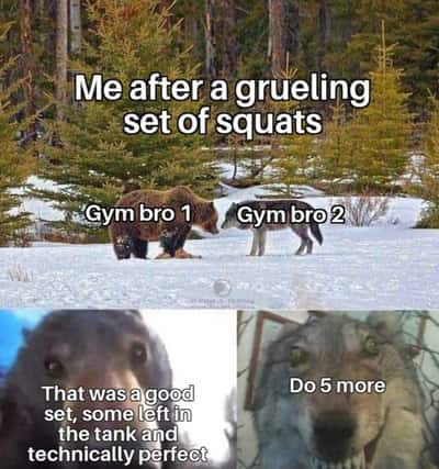 Bear vs wolf meme gym buddies pushing for extra squats