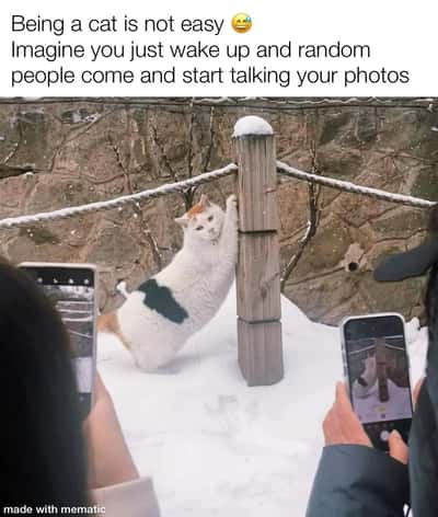 Cat meme getting photographed by random people in snow