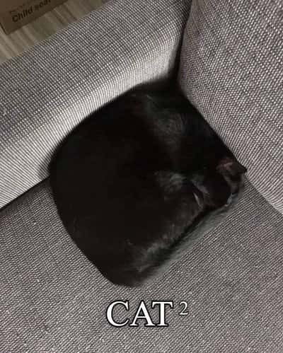 Curled up round black cat meme squished perfectly into couch corner as cat squared