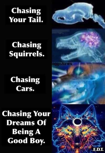 Random Memes