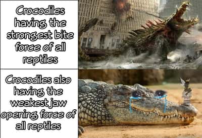 Random Memes