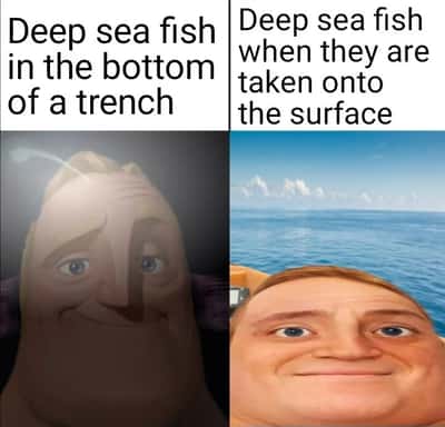 Random Memes
