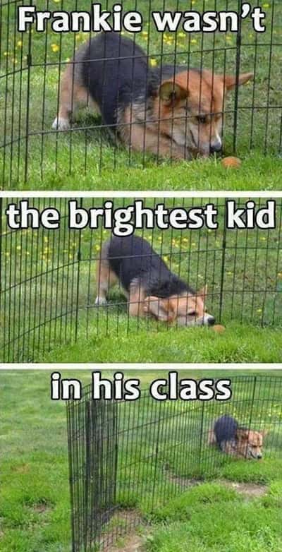 Corgi dog meme squeezing through fence not the brightest kid in class