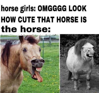 Horse meme derpy horses pull ridiculous unflattering faces when horse girls call them cute