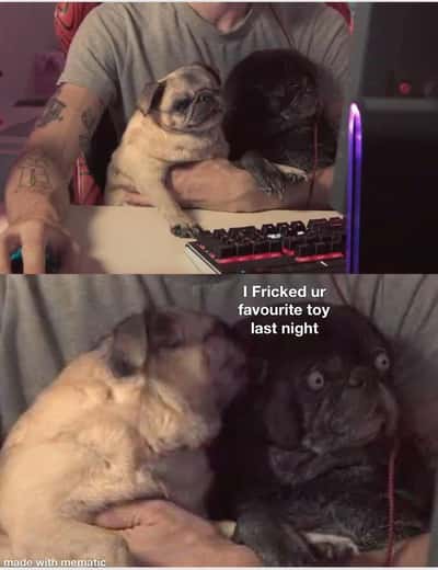 Pugs meme sharing shocking secret