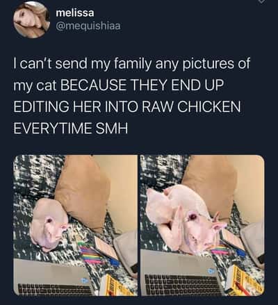 Sphynx cat meme photoshopped by family to look exactly like raw whole chicken