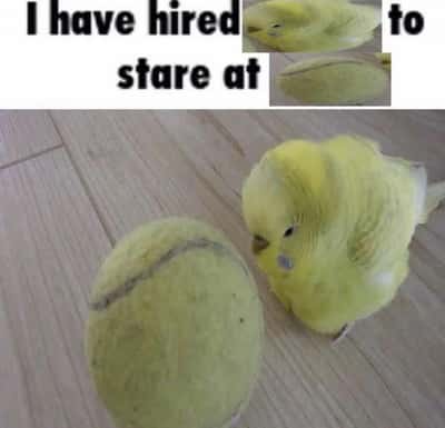 Yellow budgie meme hired to stare at tennis ball