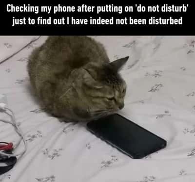 Tabby cat meme checking phone after putting on do not disturb finding no messages