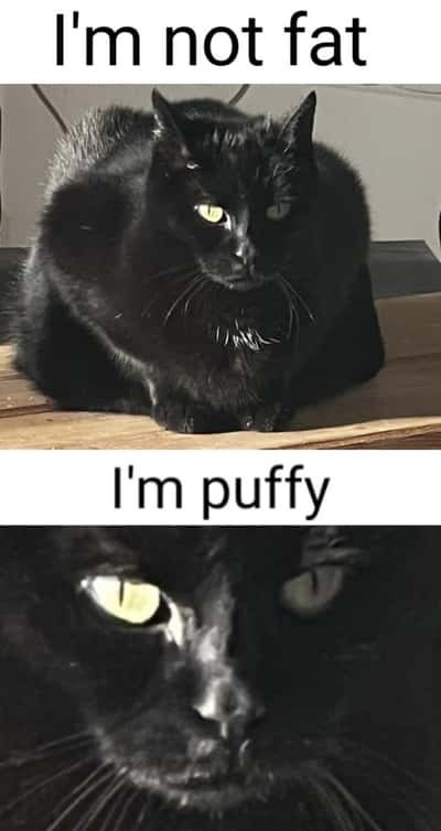 Stern chonky black cat meme insisting he is puffy not fat