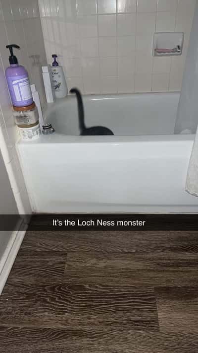 Cat meme hides as loch ness monster