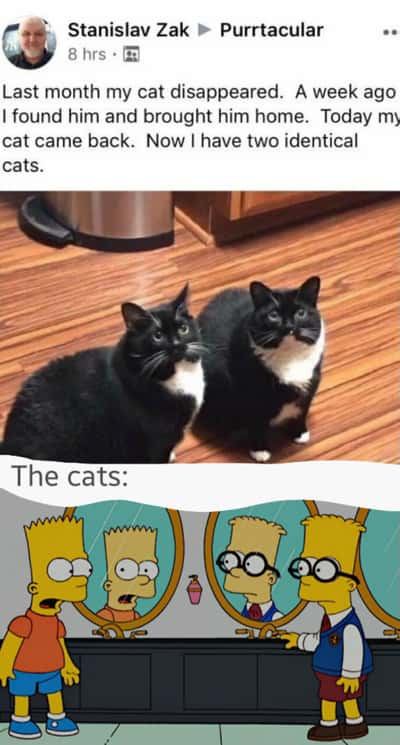 Two identical tuxedo cat meme confusing their owner who can't tell them apart