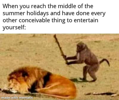 Monkey and lion meme bored halfway through summer break