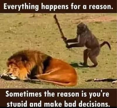 Monkey and lion meme mocking dumb careless bad choices