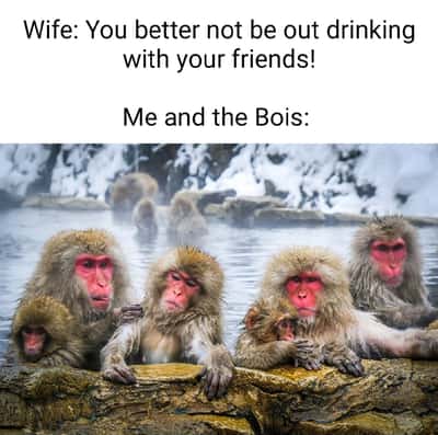 Monkey meme hiding with pals ignoring wife drinking warning