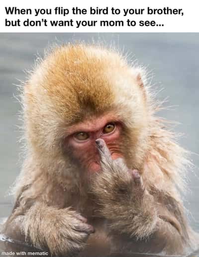 Monkey meme secretly flipping off brother hiding from mom
