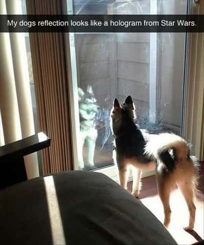 Dog meme staring at star wars hologram reflection on glass door