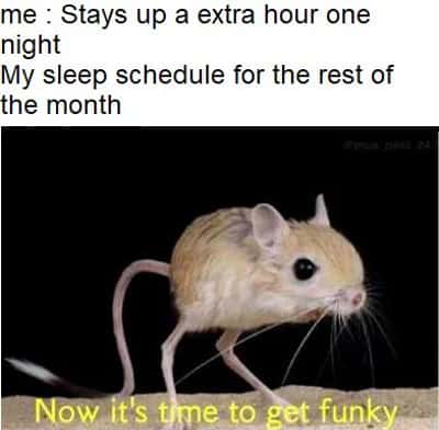 Jerboa meme ruins sleep schedule