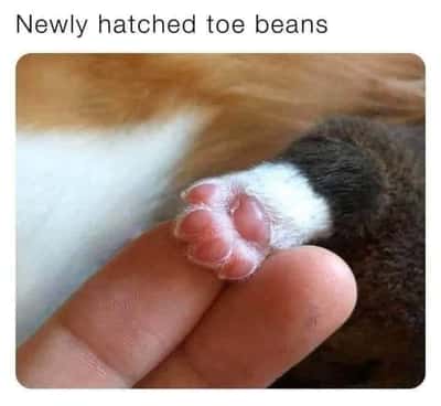 Kitten toe beans meme newly hatched resting gently on human fingers