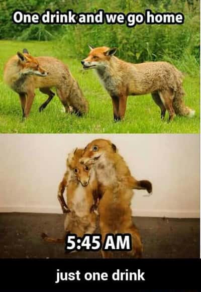 Fox meme partying till 5am after one drink
