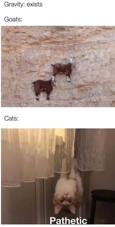 Pathetic upside down hanging cat meme fails to defy gravity like mountain goats