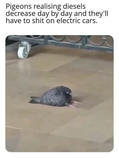 Pigeon meme hating pooping on ev cars