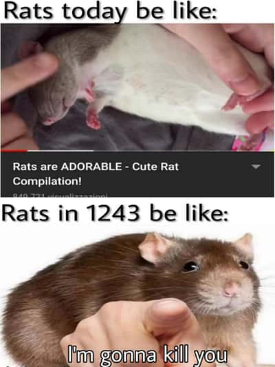 Pointing rat meme contrast cute modern rats vs medieval plague rats