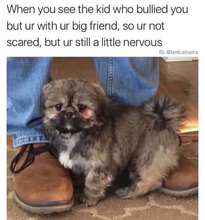 Scared dog meme hiding behind his big human friend