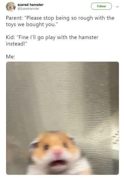 Scared hamster meme about to get used as the new rough play toy