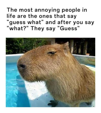 Squinting side eye capybara meme judging the annoying 'guess what' prank