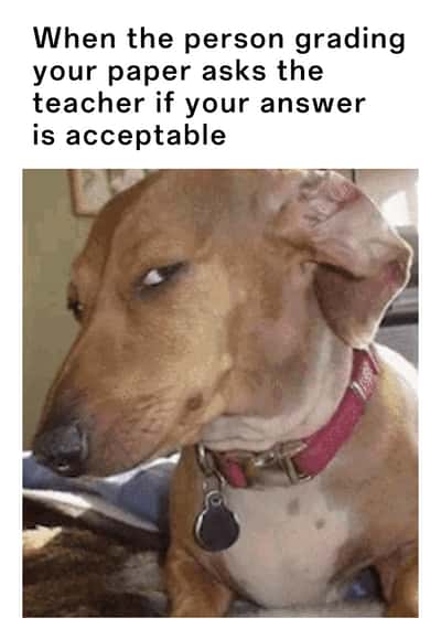 Side eye dog meme nervous student waiting for paper grading verdict