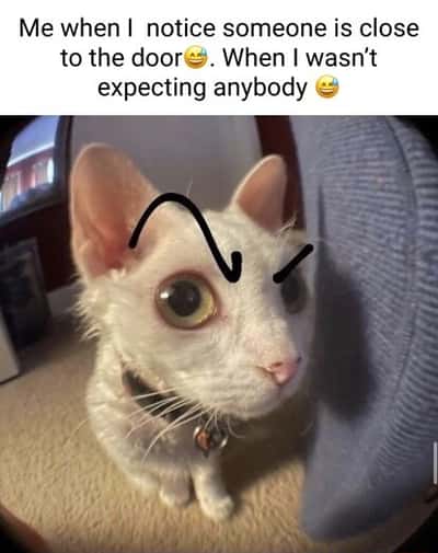 Side eye cat meme panics at unexpected visitor near door