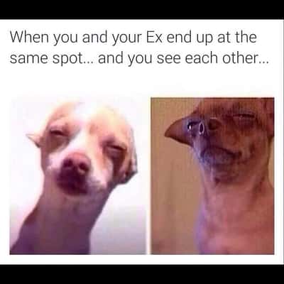 Squinting chihuahua meme awkward run in with ex in same place